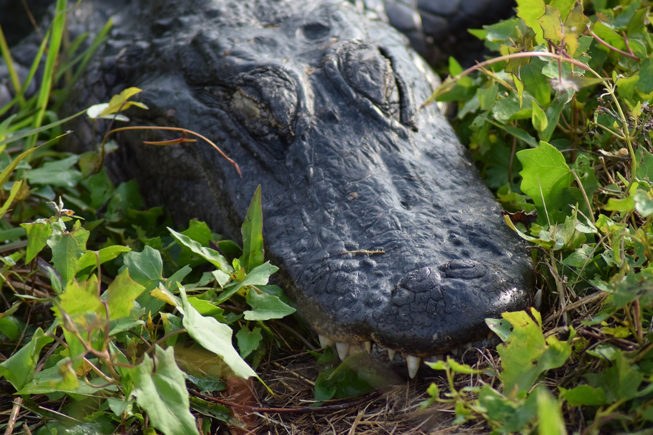 Discovering the Unique Flora of the Florida Everglades